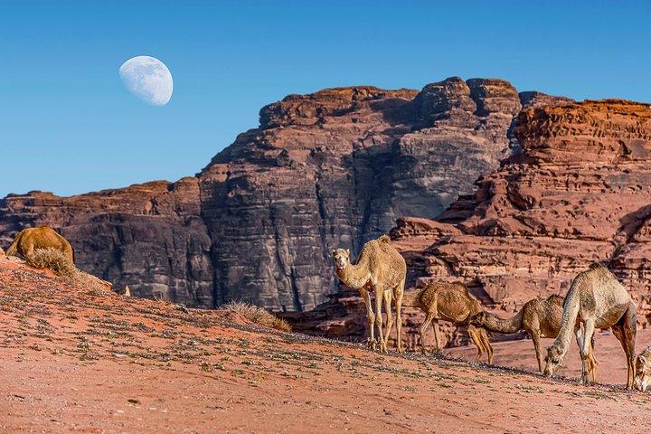 2-Night Private Jordan Secret Escape Tour: Petra, Wadi Rum en Dode Zee