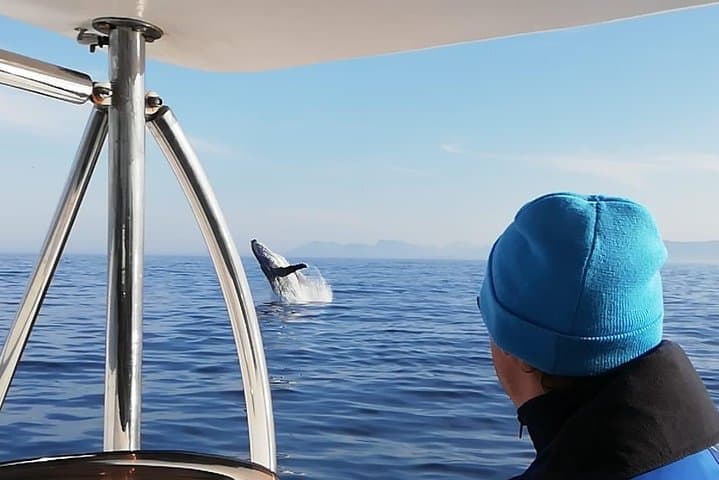 Whale Watching, Wine tasting and Penguin colony visit Guided tour