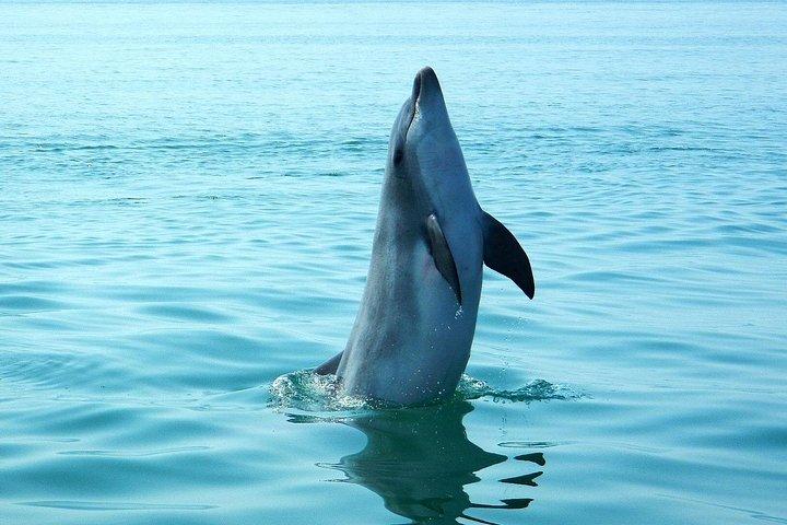 Sesimbra - Dolphins c/ Marine Biologist + Quick Embarkation