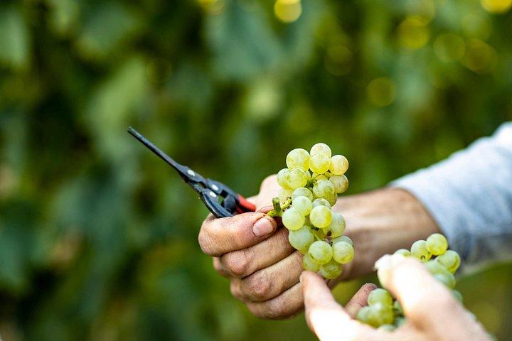 Visit and wine tasting at Tenuta La Cà