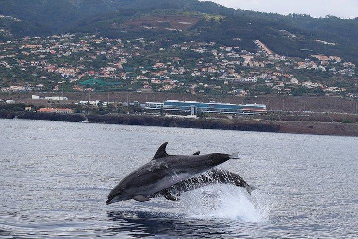 Magisk delfin kändis