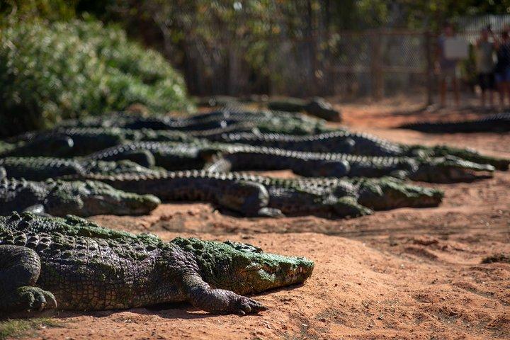 Excursão ao Malcolm Douglas Crocodile Park incluindo transporte