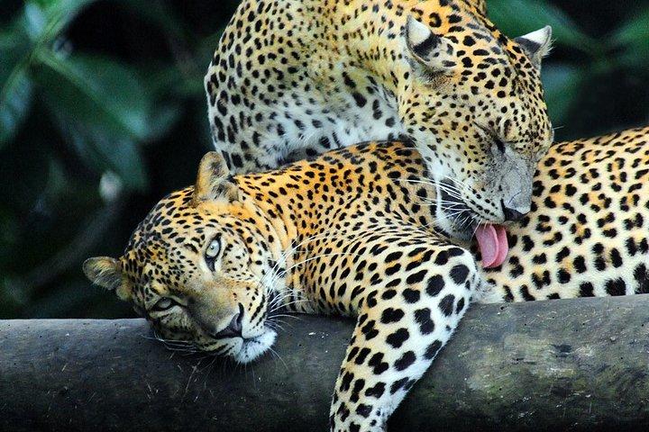 Eventyr Sri Lanka (5N/6D)
