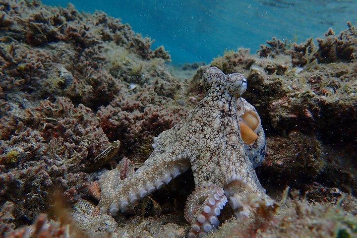 Snorkling tur