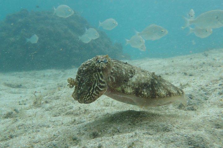 Snorkling tur
