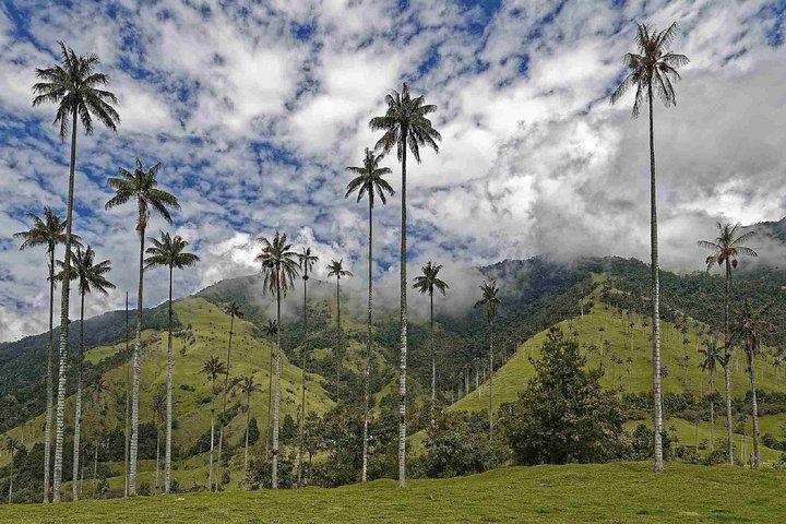 Visite privée d'une journée complète de Wax Palms, Salento et café