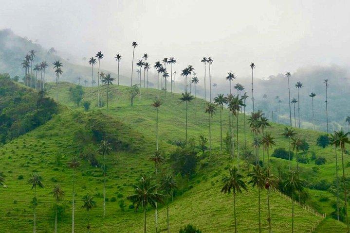 Visite privée d'une journée complète de Wax Palms, Salento et café
