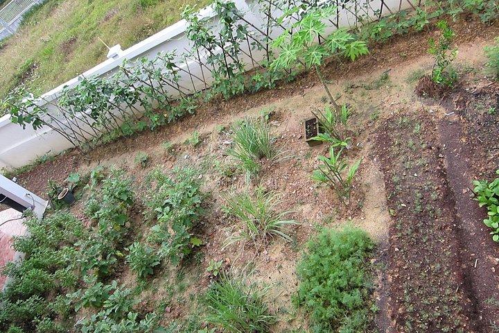 ランタ島からの半日ランタタイ料理学校