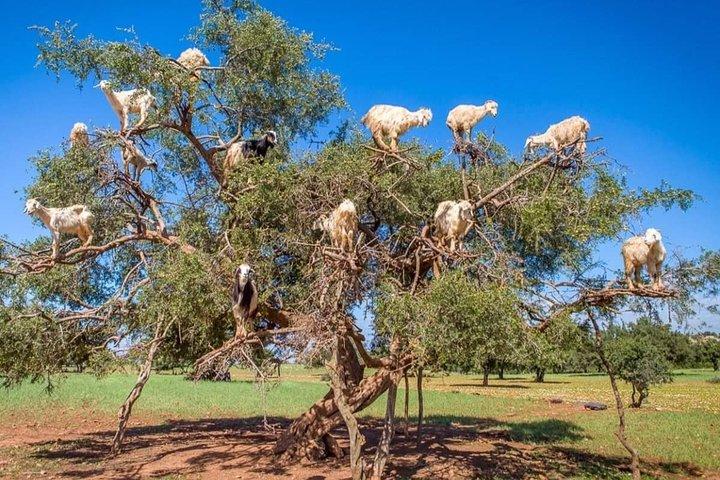 Full-Day Private Tour to Essaouira from Marrakech