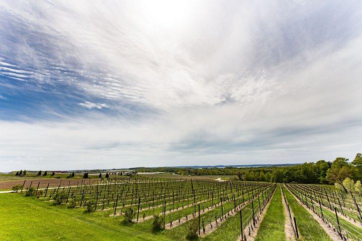Napa & Sonoma Wine Tour Tours privados 8 a 10 horas max 14 pax