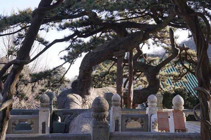 Tour privato di un giorno al tempio di Tanzhe, al tempio di Jietai e al palazzo estivo con pranzo