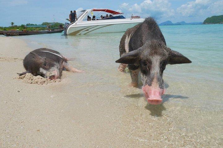 サムイ島からスピードボートで行くタン島とマドサム島のシュノーケリング旅行
