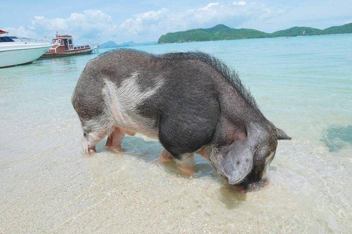 サムイ島からスピードボートで行くタン島とマドサム島のシュノーケリング旅行