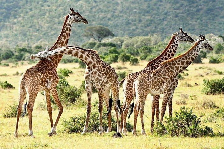 ナイロビ発ケニア＆タンザニアビッグ5野生動物キャンプサファリ14日間