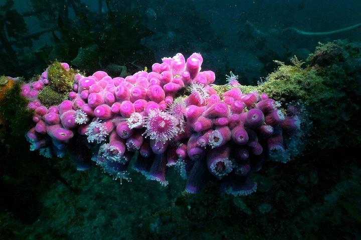 Hotéis em Canterbury Wreck Dive Charter