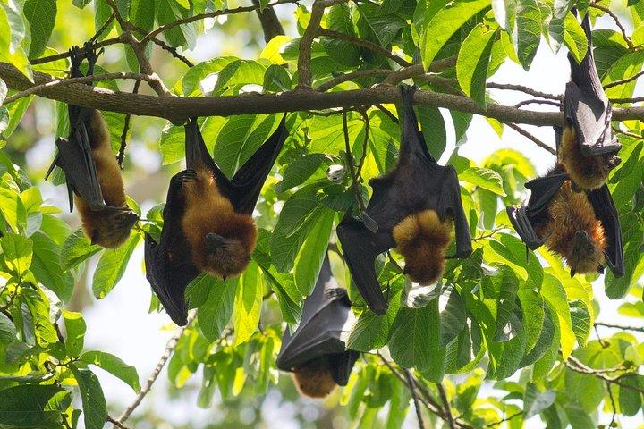 ペンバオオコウモリの森