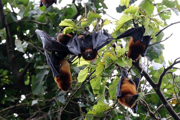 ペンバオオコウモリの森