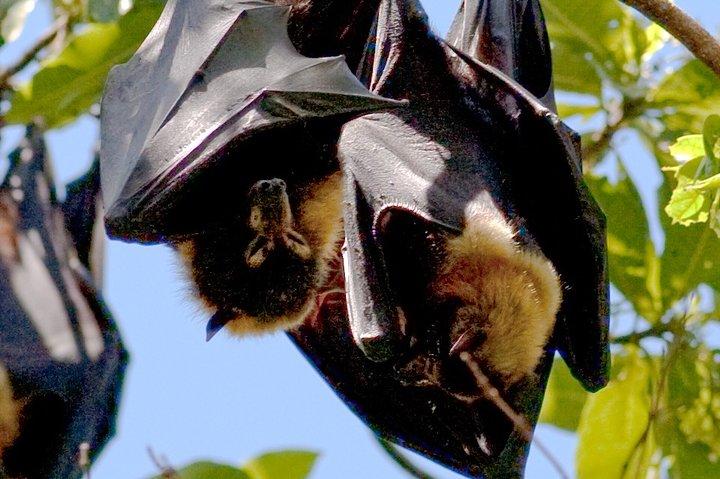 ペンバオオコウモリの森