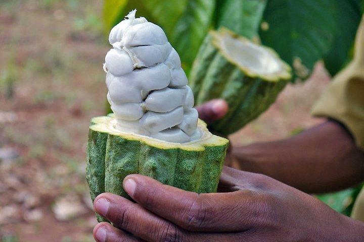 Pemba Kruidentour