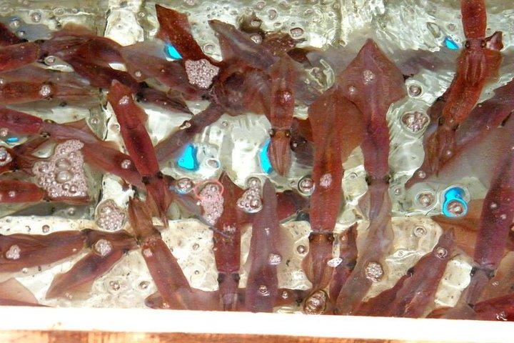 サムイ島発プライベートボート釣り日帰りツアー