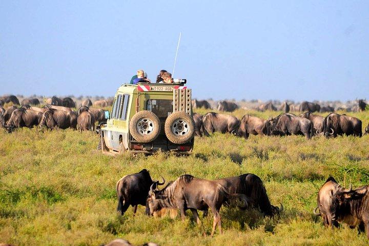 8 días 7 noches Tanzania Wildlife & Culture Lodge Safari
