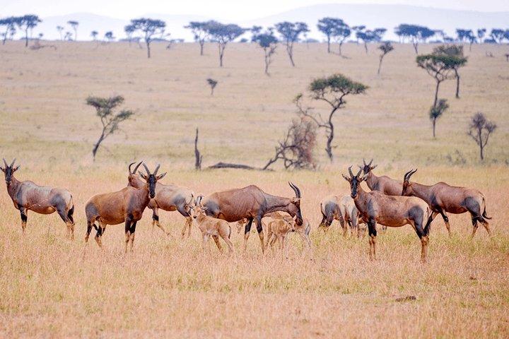 3 dagen en 2 nachten Nyerere National park Lodge Wildlife Safari