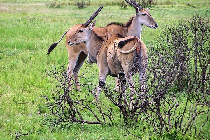 3 dagen en 2 nachten Nyerere National park Lodge Wildlife Safari