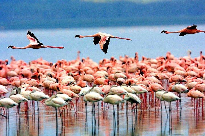 8 días 7 noches Tanzania Wildlife & Culture Lodge Safari
