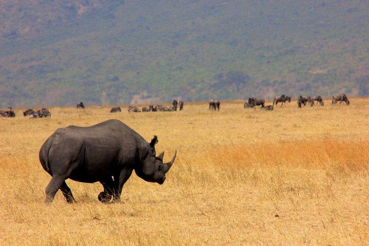 8 días 7 noches Tanzania Wildlife & Culture Lodge Safari