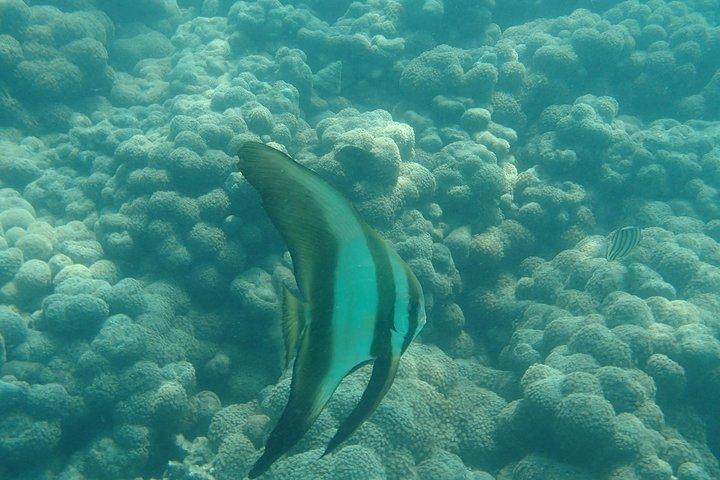 Viaje en kayak y esnórquel en Koh Tan y Madsum desde Koh Samui
