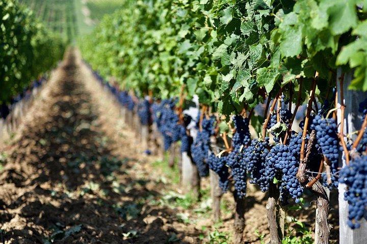 Exquisite Wines Tasting Chateau Pommard, Chablis Small-Group Trip