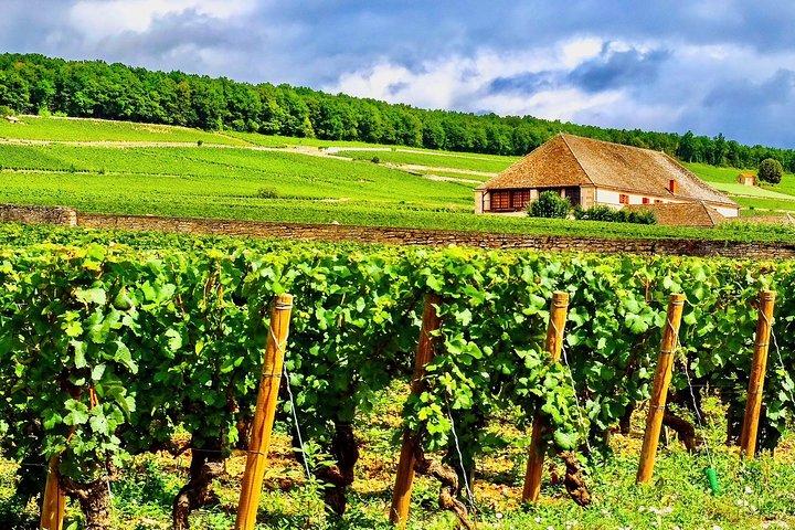 Exquisite Wines Tasting Chateau Pommard, Chablis Small-Group Trip