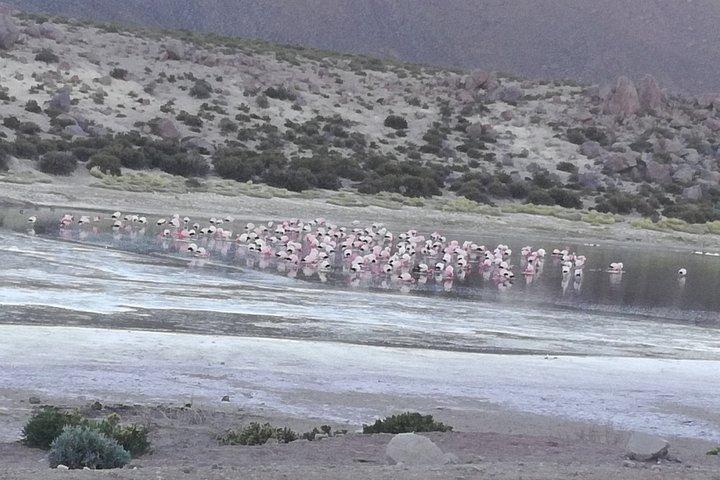 Tatio Geysers