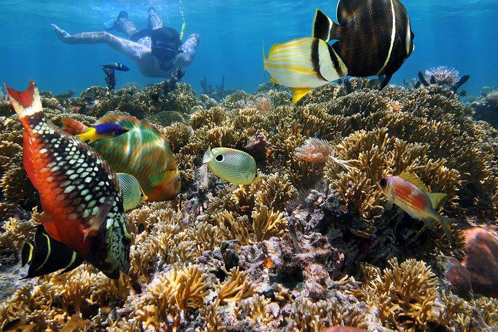 ワイキキ発ハナウマ湾シュノーケリング