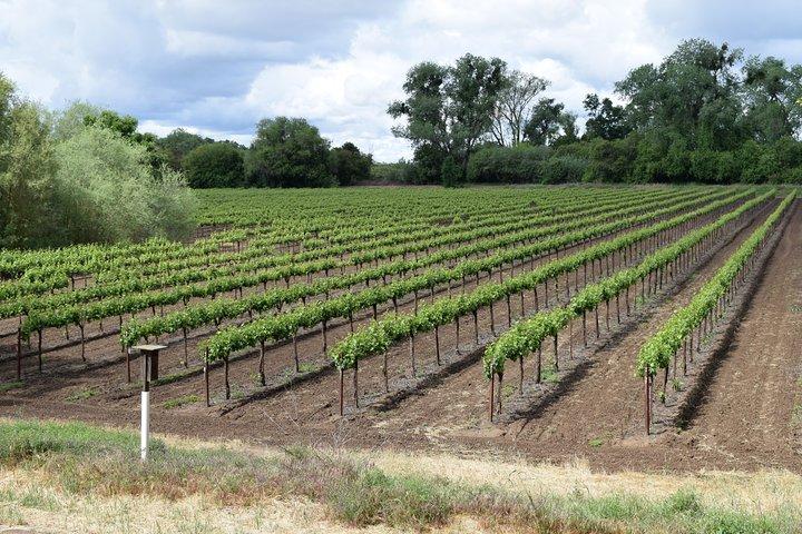 Sonoma Y Napa Wine Tour Tours privados 8 a 10 horas max 14 pax