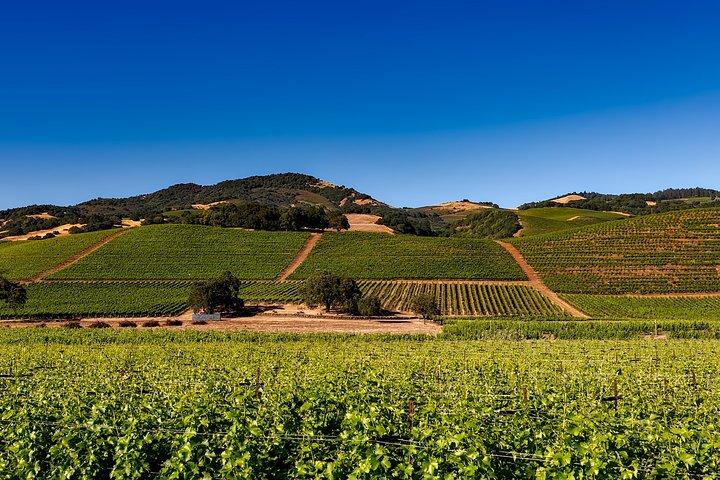 Sonoma Y Napa Wine Tour Tours privados 8 a 10 horas max 14 pax