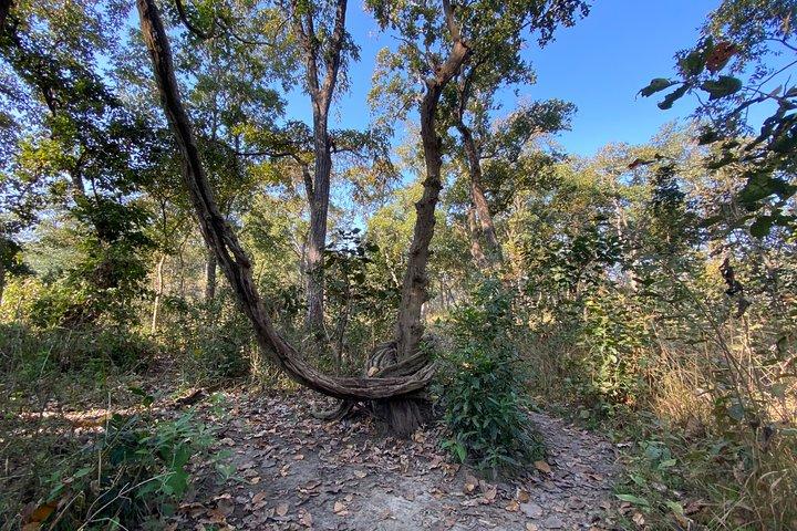 2 Nächte 3 Tage Chitwan Jungle Safari Tour