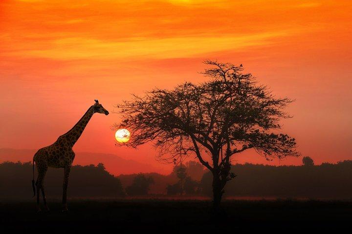 4-dagars grundläggande safari med Serengeti, Ngorongoro och Tarangire