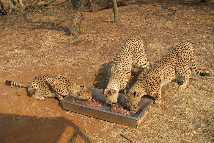 Ann Van Dyk Cheetah Centre an exciting conservation project!