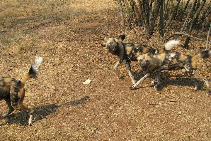 Ann Van Dyk Cheetah Centre an exciting conservation project!