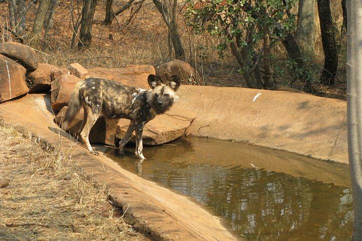 Ann Van Dyk Cheetah Centre an exciting conservation project!