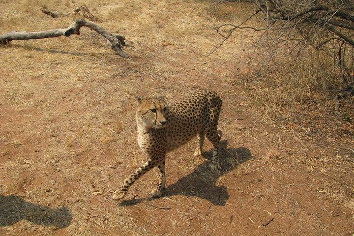 Ann Van Dyk Cheetah Centre an exciting conservation project!