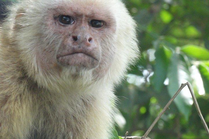 Gita di un giorno al Parco Nazionale Manuel Antonio da San Jose