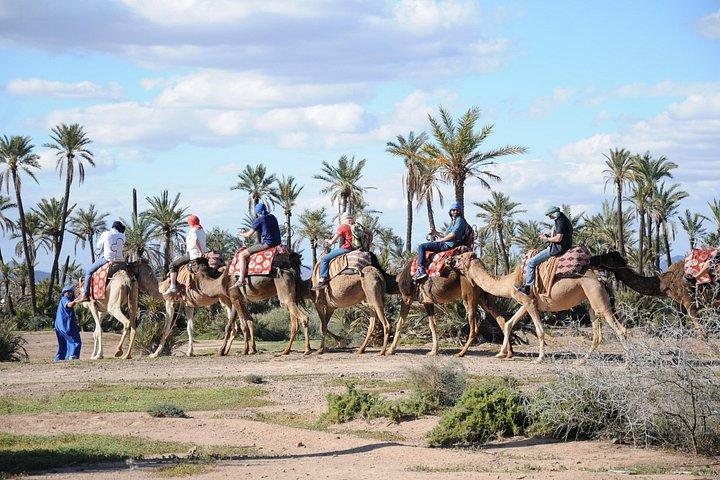 Kameltur i Marrakech Palm Grove