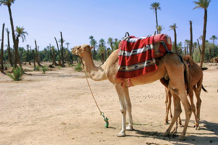 Kamelritt in Marrakech Palm Grove