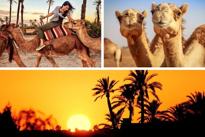 Marrakech Palmeraie: Camel Ride at Sunset