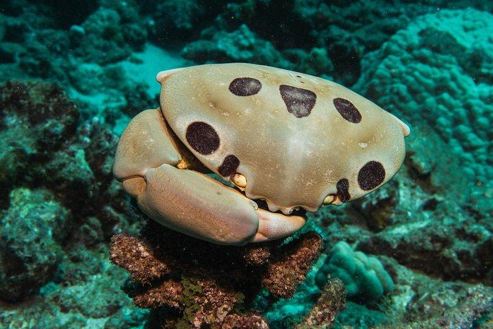 Maui Scuba Diving Introductory Lesson from Lahaina