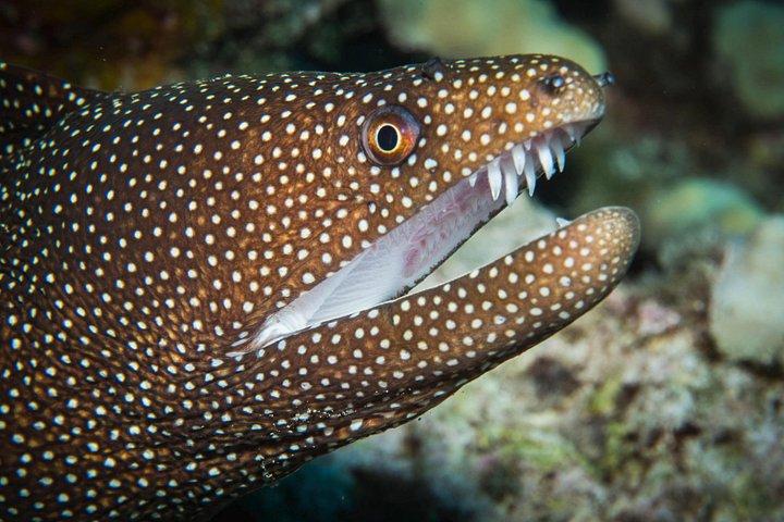 Maui Scuba Diving Introductory Lesson from Lahaina