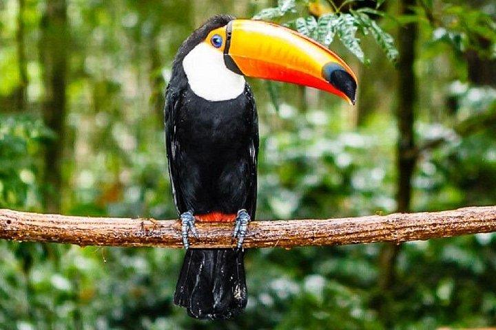 Guided Darien Jungle Experience - 5 Days / 4 Nights