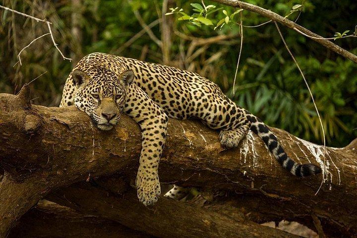 Guided Darien Jungle Experience - 6 Days / 5 Nights